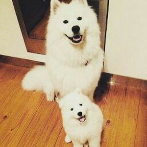 Meet your Posher, Pleshette